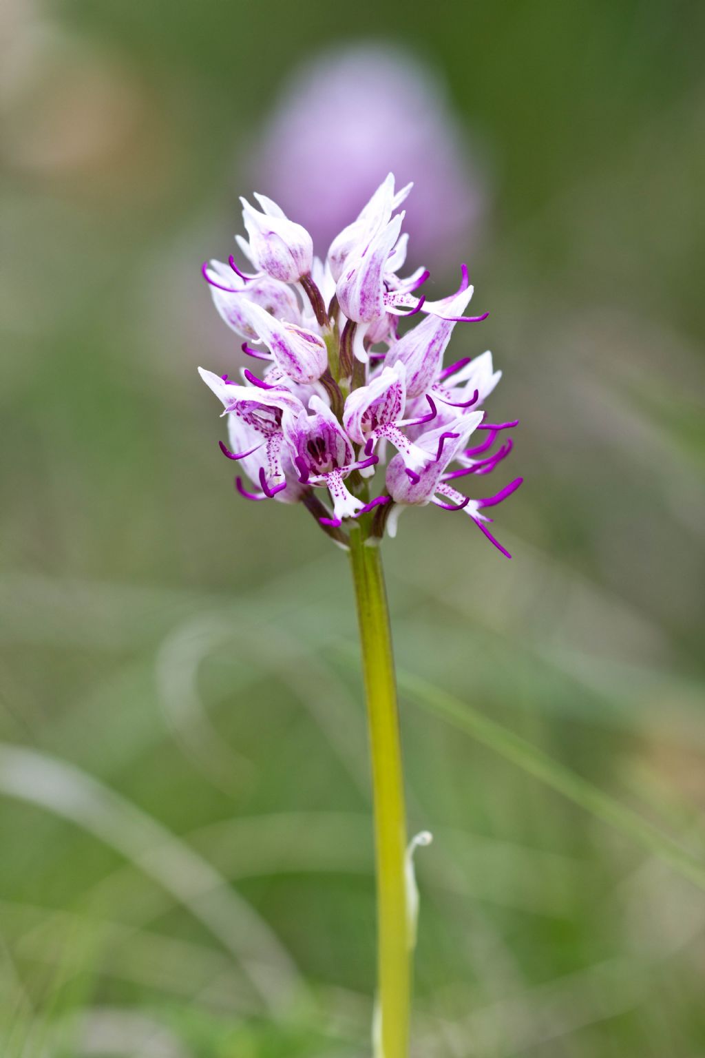 Orchis simia